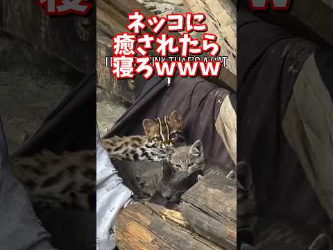 ネッコの動画で癒されたら寝ろｗｗｗ　2ch  動物  猫 癒やし ねこ動画 サムネイル