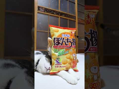 ぼんち揚 　260414　のせ猫　 cat cute kitten cutecat ネコ kitty animals… サムネイル