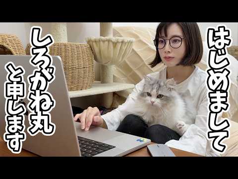ママのそばを片時も離れず打ち合わせに参加しちゃう超甘えん坊の子猫がコチラですw サムネイル