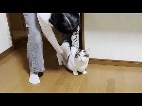 「もうイヤや、走りたくない」と頑なに動こうとしないふと猫 サムネイル