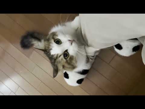 「膝の上で座らせて」催促が反則級に○○○○猫