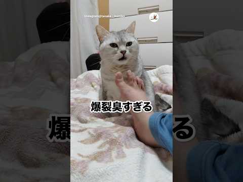 目に沁みるほど臭いぜ｜PECO サムネイル