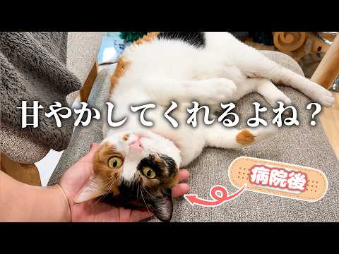 病院を頑張ったのでとにかく甘やかされたい三毛猫 サムネイル