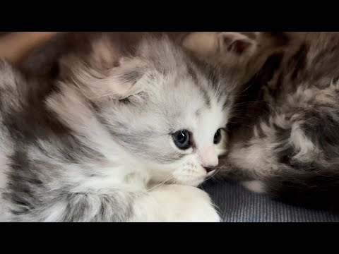 最新の神回！スコティッシュフォールドの子猫たちの可愛すぎるじゃれ合い サムネイル