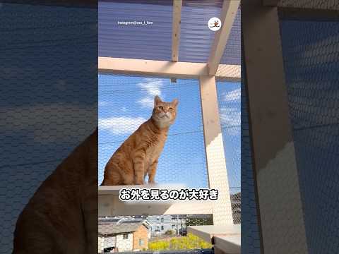 愛猫のためにキャットテラス作りました！｜PECO