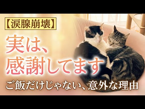 【涙腺崩壊】猫が飼い主に感謝してること