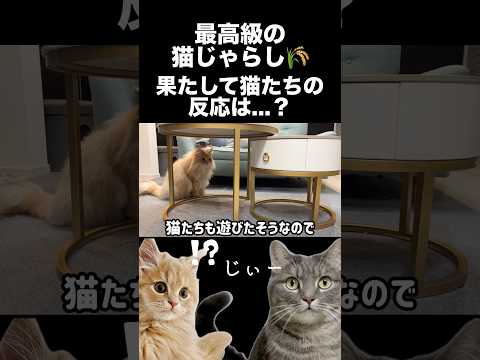 猫たちを最高級の猫じゃらしで遊ばせてみた shorts 猫 猫好きさんと繋がりたい サムネイル
