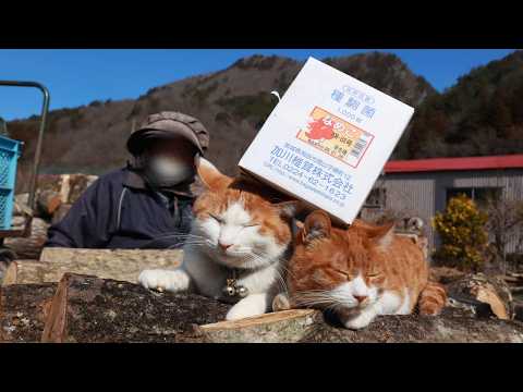 ちろぽんさばじろうもふもふとなめこ植菌　260427