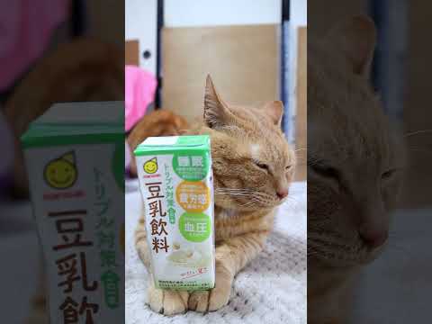 トリプル対策 この一本 豆乳飲料　260601　 cat のせ猫 cute　 トリプル対策 cutecat ネコ　 k… サムネイル