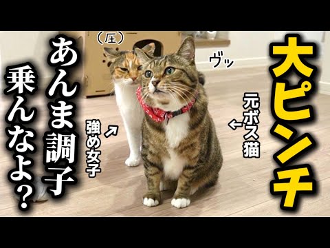 嫌われすぎて肩身が狭い元ボス猫 サムネイル