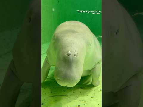《鳥羽水族館》今朝の食後セレナ🌱 ジュゴン セレナ 鳥羽水族館 tobaaquarium