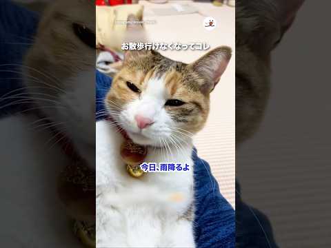 👱‍♂️「お父さん悪くないもん」｜PECO サムネイル