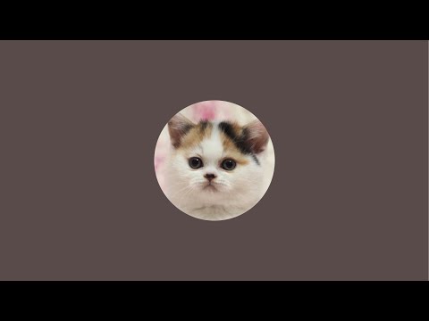 猫は液体 がライブ配信中！