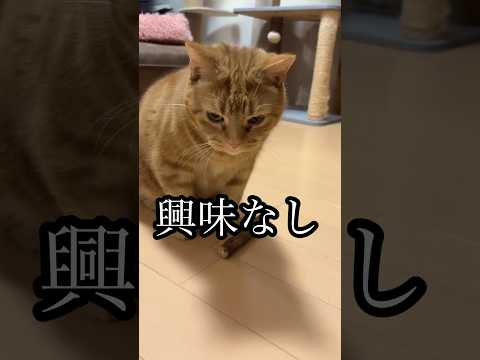 興味なし ねこ cat またたびの原木 アメショ れん サムネイル