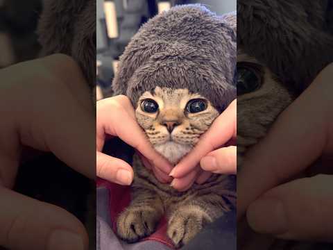 【もふもふ】お風呂上がりのマダムな猫が可愛すぎて...笑 cat 猫 サムネイル