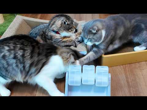 ニトリの知育トイで遊んでいただけなのに散々な目にあってしまった猫がコチラ😭😭😭