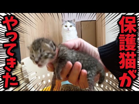 家に知らない保護猫がいて猫たちがパニックに…！！！