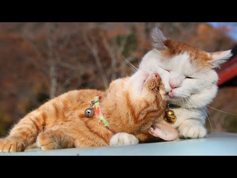 こたつのねこたちLIVE配信　　2025年12月19日