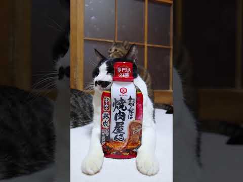 わが家は焼肉屋さん 中辛　260402　のせ猫　 cat　 cute　 猫のいる暮らし　 ねこ　 ネコ　 猫　猫のいる… サムネイル