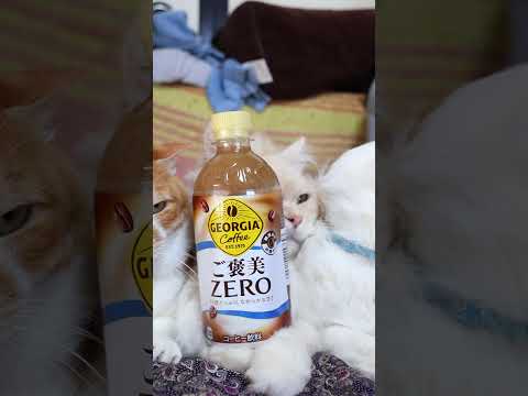 ジョージア ご褒美ゼロ　260527　 cat のせ猫 kitty　 ご褒美ゼロ ネコ cute　 ねこ kitten… サムネイル