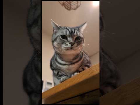 アメショーのラッテ アメショ アメリカンショートヘア 猫と暮らす家猫との暮らし猫 サムネイル