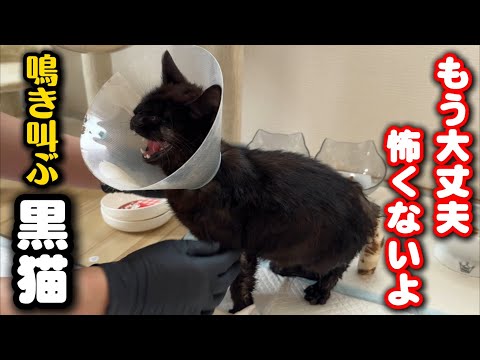 襲われたトラウマに苦しみ鳴き叫ぶ黒猫 サムネイル