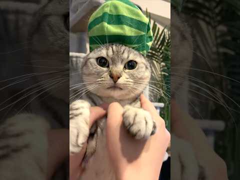 アラブの国民すぎる猫が愛おしい...!! cat 猫 サムネイル