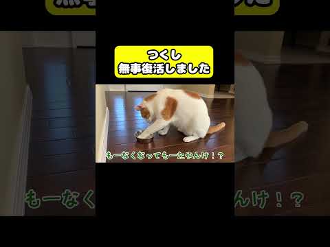 つくし、無事復活しました！　猫 おもしろ アテレコ ニャンチューバーつくし サムネイル