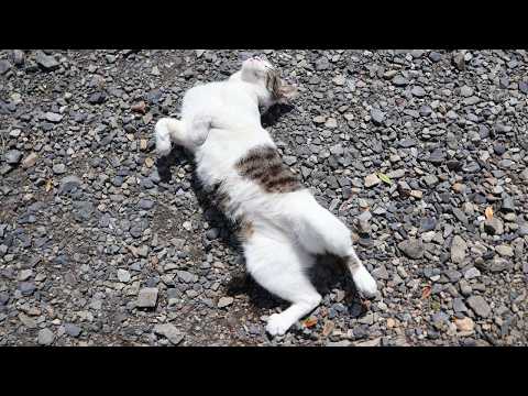 さばじろうころころへ　260611 サムネイル