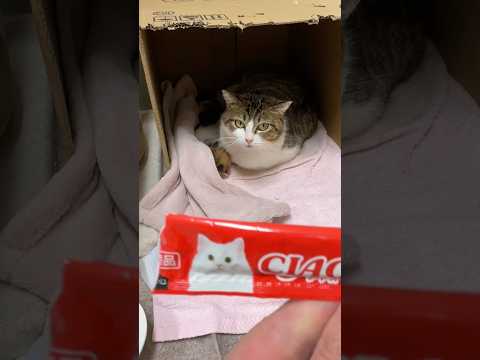 今日こそはシャーされないチャレンジ（7日目） サムネイル
