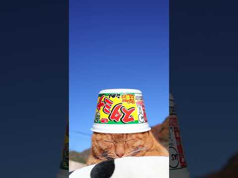 ビック　スタミナらーめん　251219　#のせ猫　#カップラーメン　 #cat　 #cute　 #猫のいる暮らし　 #…