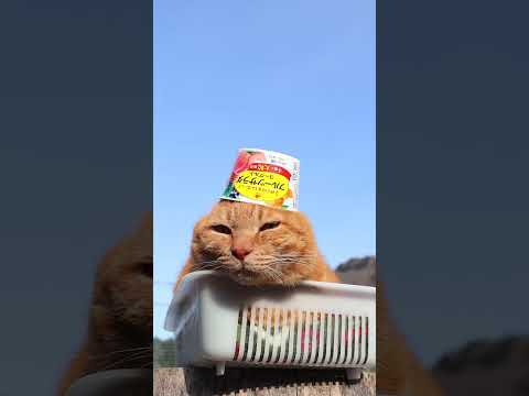 フルーツサラダヨーグルト　260330　のせ猫　 cat　 cute　 ねこ　 猫のいる暮らし　 kitty　 kit… サムネイル