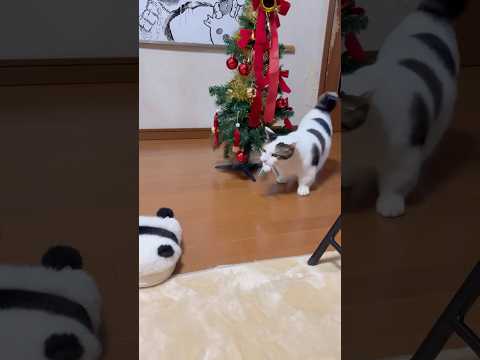 なんか木が追いかけてくるよ