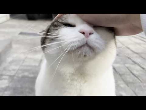 春休み最後の息子に甘えるだけ甘える重めの猫 サムネイル