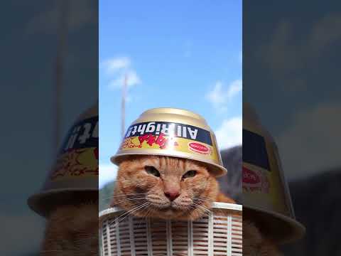 ブタキムラーメン All right!!　260421　のせ猫　 catｖ cute kitty　 ネコ　 kitte… サムネイル