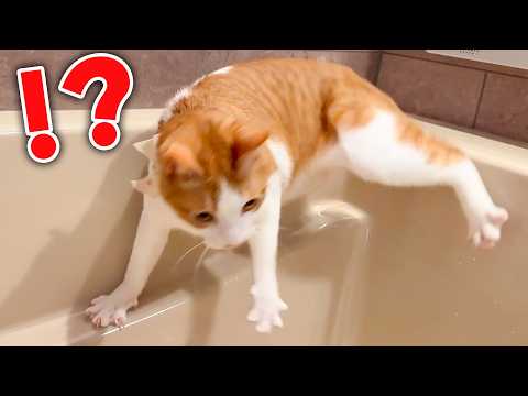 お風呂に落ちそうになった猫、飼い主を犠牲にすることで奇跡的に助かりました…【負傷】 サムネイル