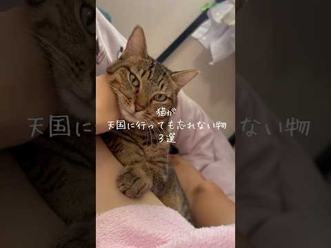 猫が天国に行っても忘れない物3選 猫 ねこ 猫のいる暮らし 保護猫 猫好きさんと繋がりたい 猫動画 雑学 豆知識 VO… サムネイル