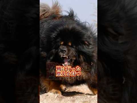 [チベタンマスティフ] 獅子の風格その強さは本物か　犬界四皇part1 サムネイル