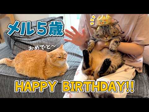永遠の末っ子メルが５歳になりました！おめでとう！！
