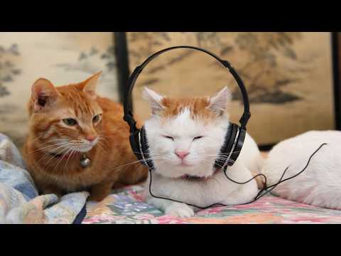 こたつのねこたちLIVE配信　　2026年3月28日 サムネイル