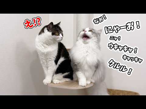 いつもと違う子猫の様子に兄猫が心配してこうなりました…w サムネイル