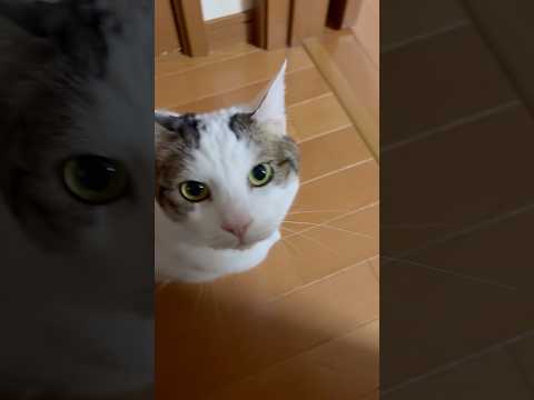 嬉しっぽ サムネイル