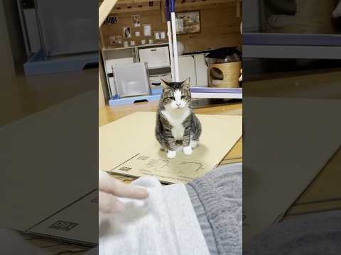 そっちかーい サムネイル