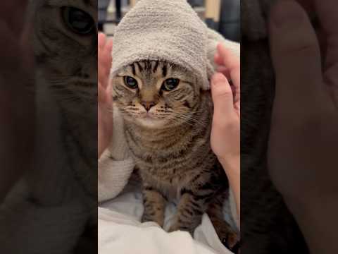 大暴れ娘をアラブ効果で寝かしつけたら...笑 cat 猫 サムネイル