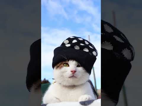 水玉帽子　260226　のせ猫　 cat cute kitten　 猫のいる暮らし　 cutecat　 ねこ　 ネコ… サムネイル