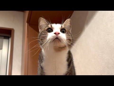 「お母さんには用事はない」お父さんの帰りを待つ猫 サムネイル