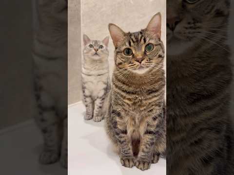 大喜び飼主と、冷静な猫たちwww cat 猫 サムネイル