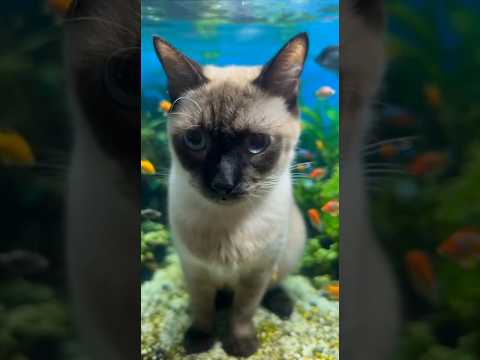 AIcatshorts funny catシャム猫ガッツ16歳10ヶ月 サムネイル