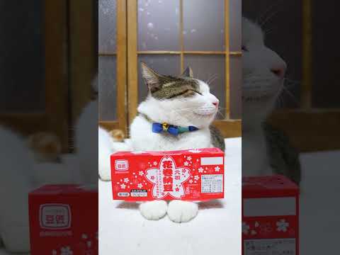 元祖花巻納豆（カップ）　260326　のせ猫　 cat　 cute　 ネコ　 猫のいる暮らし　 ねこ　 猫　　 猫のい… サムネイル