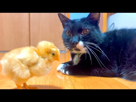 初めてひとりぼっちのヒヨコと猫ソラン君が対面すると。。